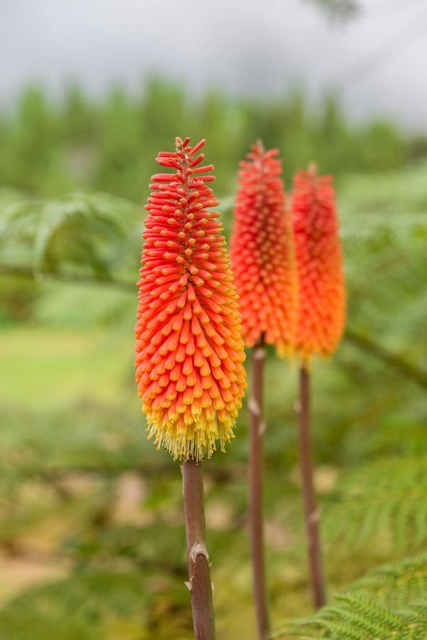 Olatika - Gite Des Cascades Cilaos Ngoại thất bức ảnh